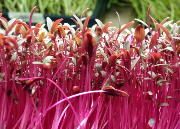 mga amaranth seedling