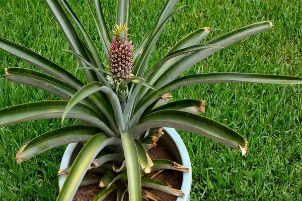 ananas în creștere
