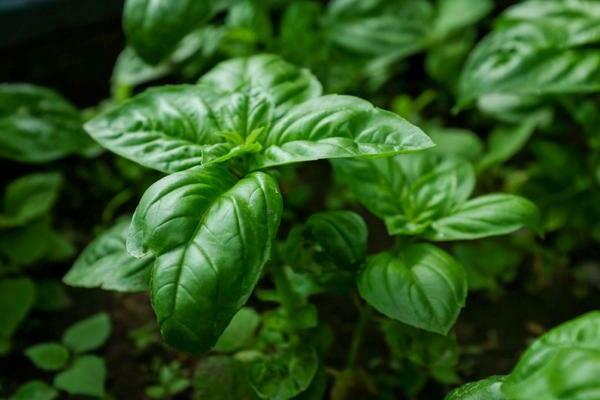 basilic en croissance