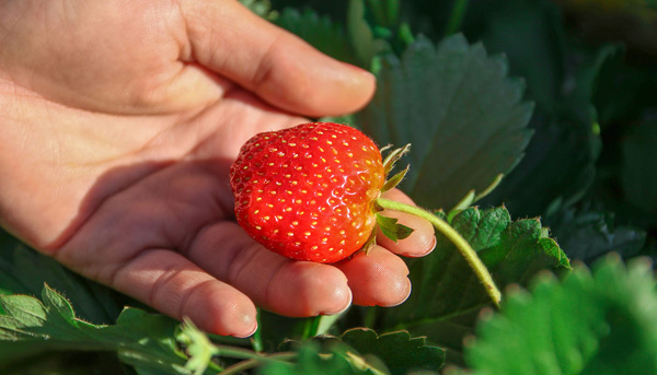 growing remontant strawberries