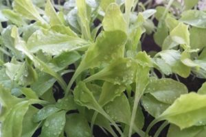 ใบ Arugula