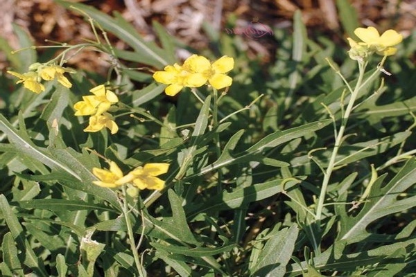 Arugula - penanaman luar