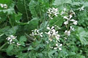 Cách trồng cây arugula