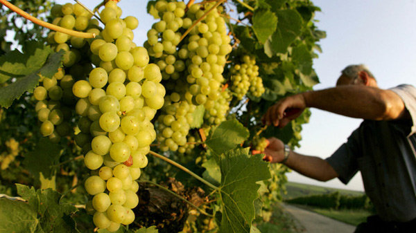 growing grapes