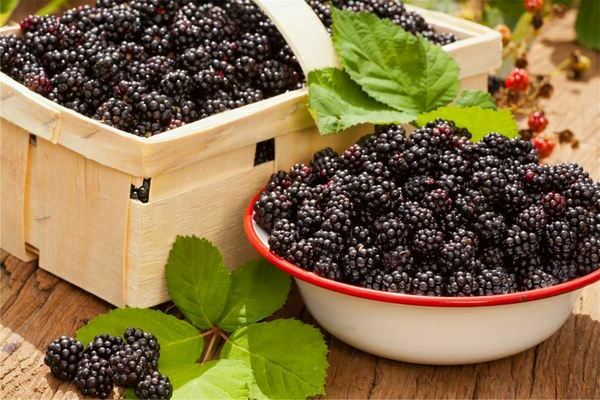 Growing blackberries