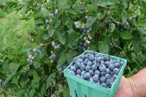 blueberry yang tumbuh