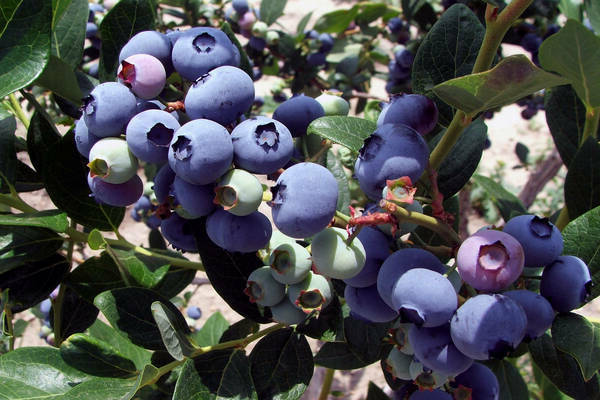 tumbuh blueberry di kebun