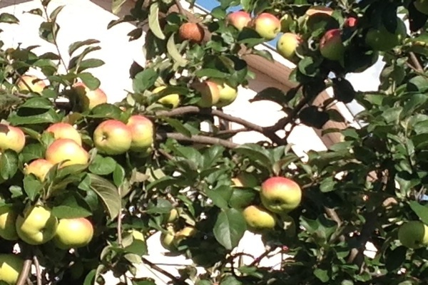 pokok epal Bogatyr