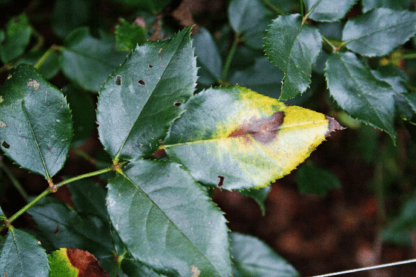 le foglie della rosa ingialliscono