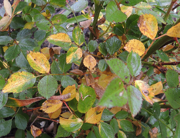 le foglie della rosa ingialliscono