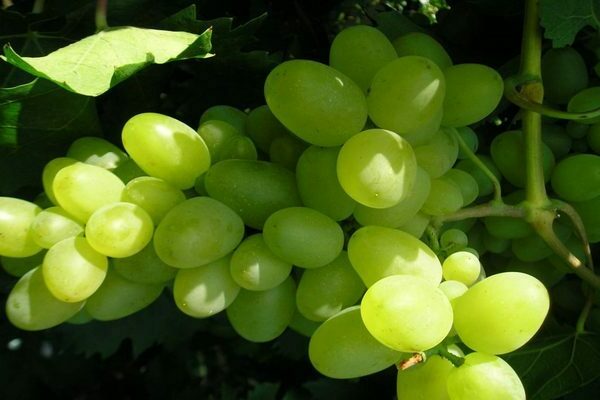 Bazhena grapes