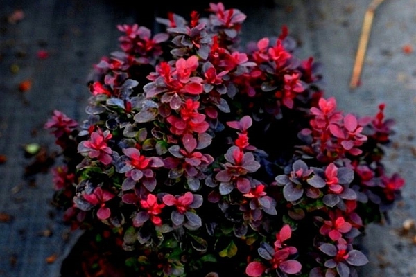 barberry shrub