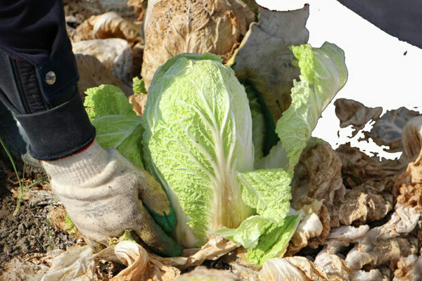 paglilinang ng Chinese cabbage