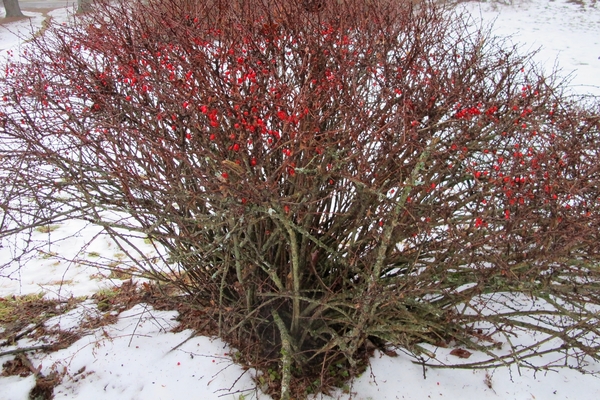 paglalarawan ng barberry