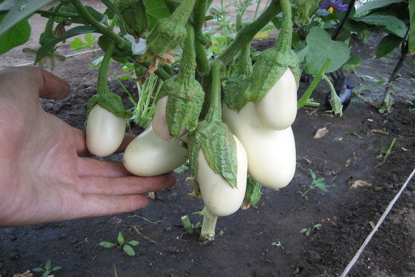 Aubergine Goût Champignon