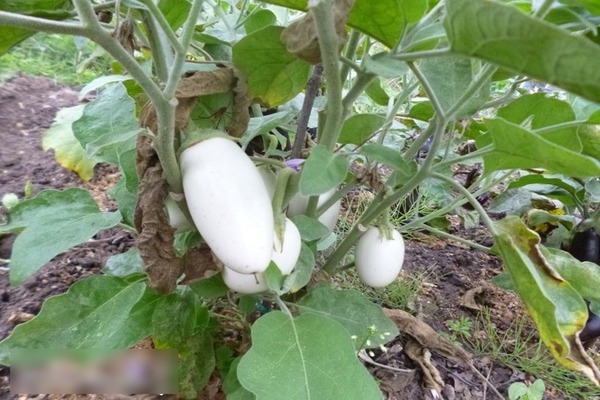 Saveur Aubergine Champignon: caractéristiques