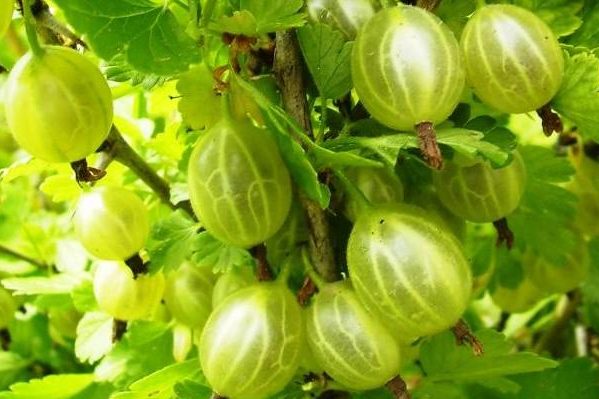 цариградско грозде балтийска снимка
