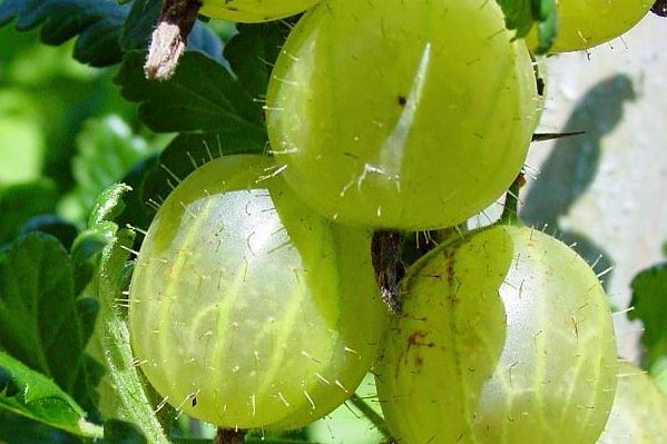 Descrizione della varietà di uva spina baltica