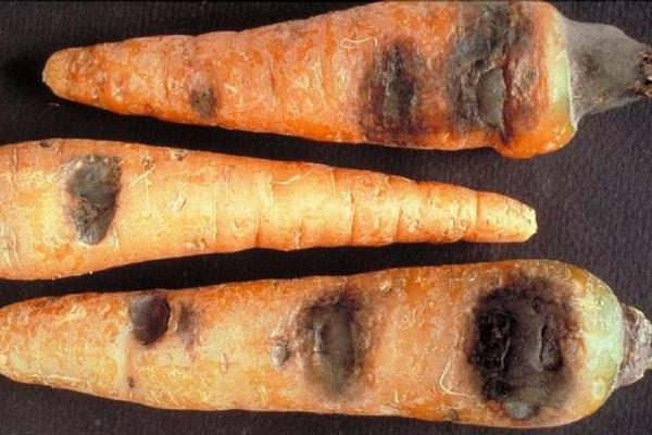 Diseases of carrots: photo description of black rot (alternaria)