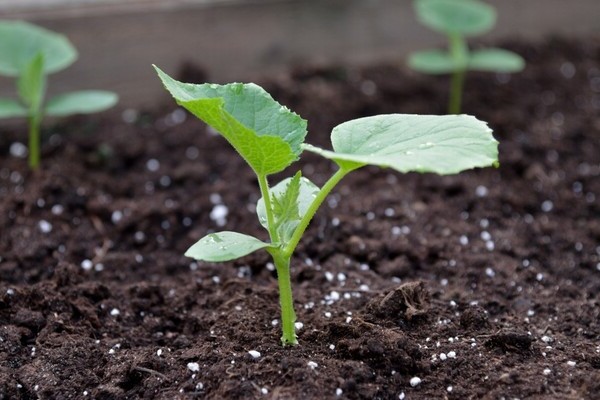 Cara memberi makan timun setelah menanam di tanah: mengapa anda memerlukan pembalut