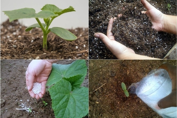 Cara memberi makan timun setelah menanam di tanah: apa yang perlu anda ketahui mengenai memberi makan timun