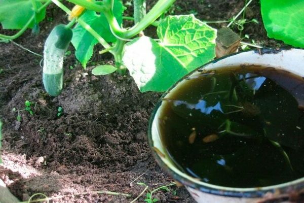 Как да храним краставици в земята: какво е по -добре да добавите към горната превръзка