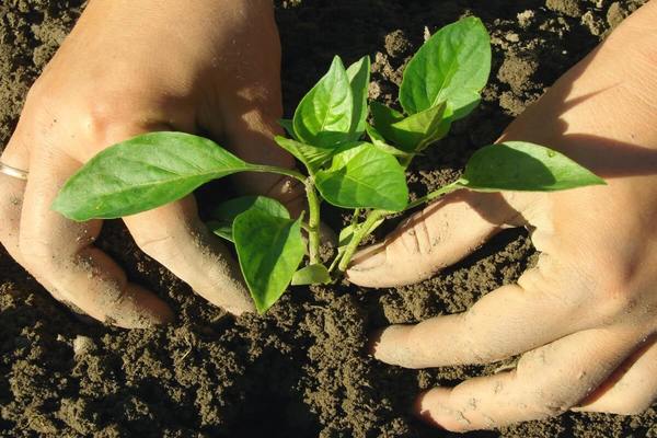 quoi ajouter au trou lors de la plantation de poivre