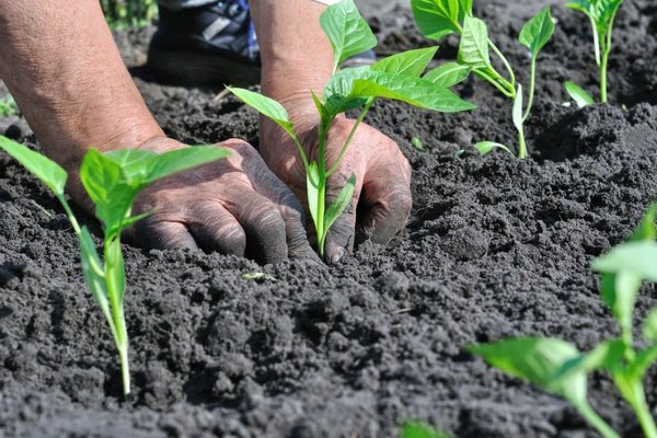 lors de la plantation de poivre que mettre dans le trou