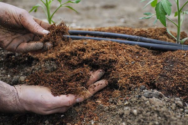 que mettre lors de la plantation de poivre