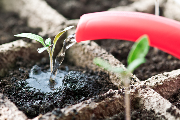 hva de legger når de planter pepper