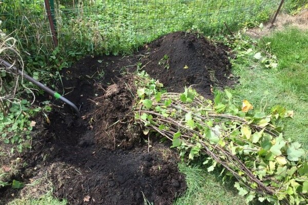 Foto di ribes selvatico, regole per crescere sul sito