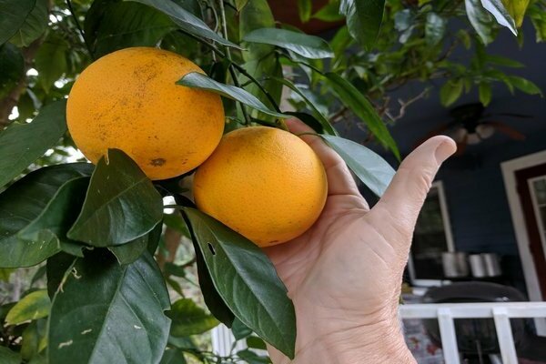 كيف ينمو البرتقال في المنزل