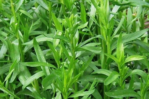 tarragon properties