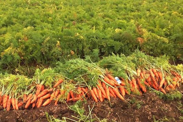 How to store carrots: proper preparation for winter storage