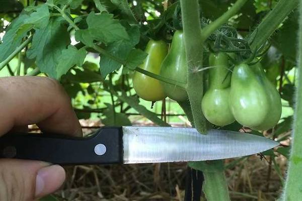 كيفية تقليم الطماطم: معلومات أساسية عن الإجراء