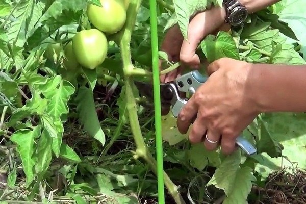 كيفية تقطيع الطماطم في دفيئة ، حقل مفتوح: التوقيت