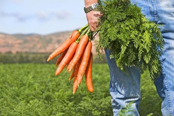 cách làm cỏ cà rốt dễ dàng và đơn giản