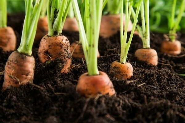 cách làm cỏ cà rốt