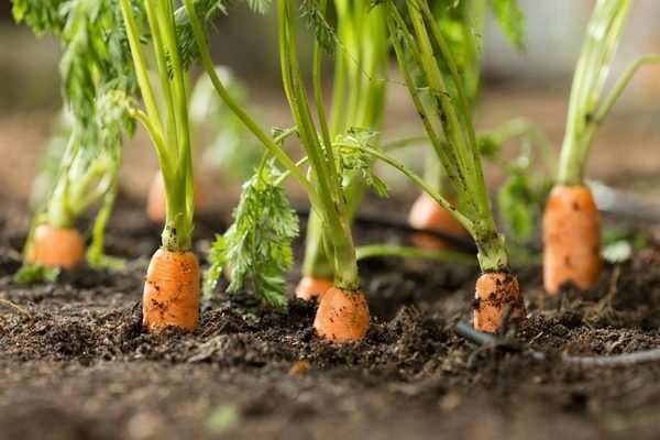 cách làm cỏ cà rốt