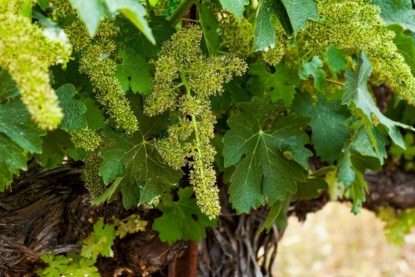 l'ovaire s'effrite sur les raisins