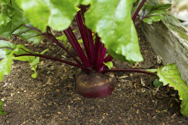 soil and vegetables