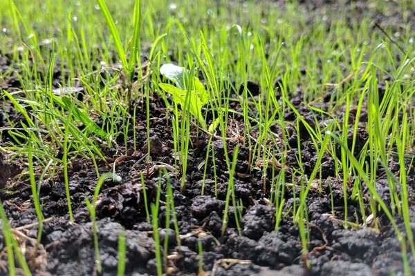 sur quel sol poussent les légumes