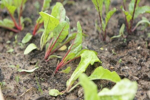 che terreno piace alle verdure