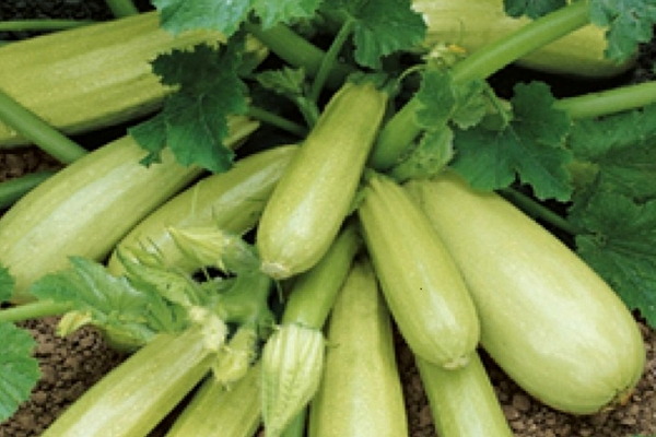 kavili zucchini variety