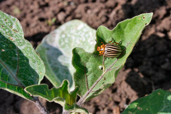 Kumbang kentang Colorado pada terung: penampilan kumbang
