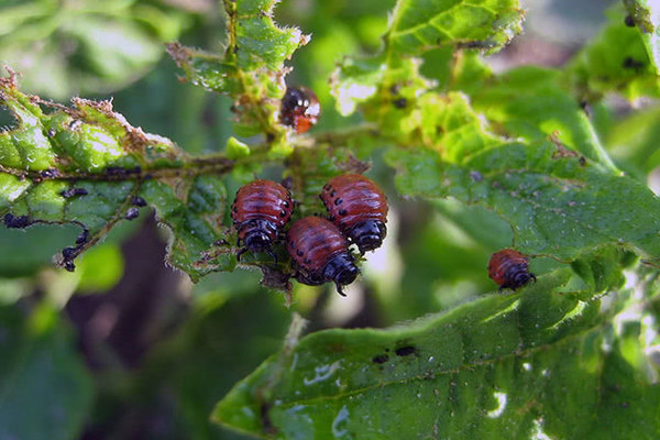 Cara memproses terung dari kumbang kentang Colorado