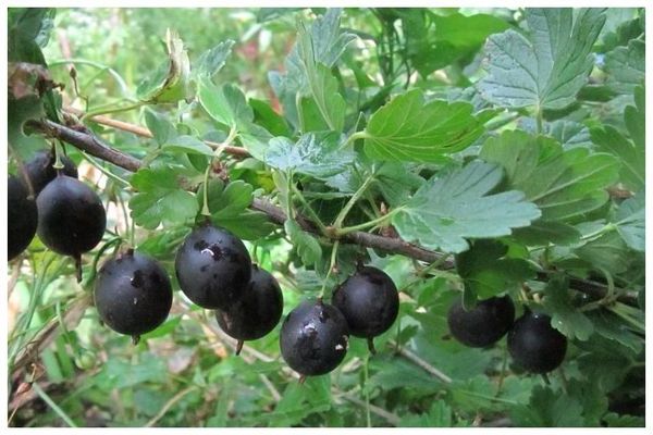 Gooseberry Black Negus