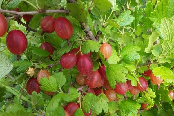 Gooseberry Masheka: وصف متنوع