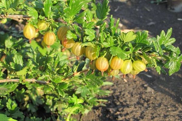 Honey gooseberry: description of growing conditions