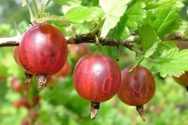 Gooseberry Sadko: mô tả về giống, đặc điểm của nó